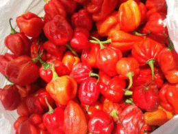 Pepper scotch bonnet