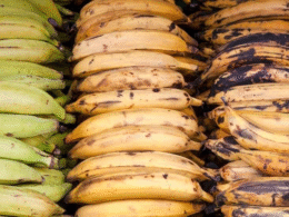 ripe plantain