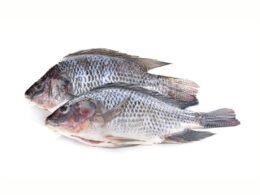 Tilapia Fish